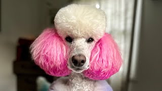 Dog Grooming: Drying Curly Coats the RIGHT WAY! #doggrooming #petgrooming #petcare #reels #poodle by Jilly Mucciarone 705 views 1 year ago 12 minutes, 22 seconds