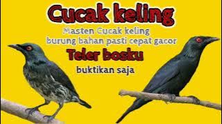 cucak keling // masteran cucak keling bikin cepat gacor dan teler burung bahan pun cepat gacor teler