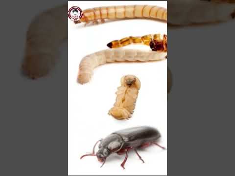 Meal worm business idea tamil | #business #smallbusinessideasintamilathome
