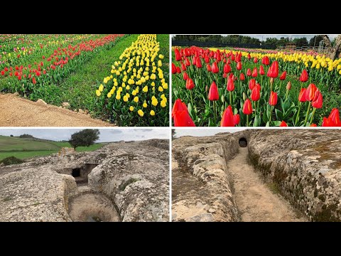 Video: Cosa è successo nell'agonia del giardino?