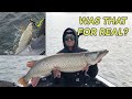 Landing a Fall Fighter After Almost Losing it! (Fall Musky Fishing)