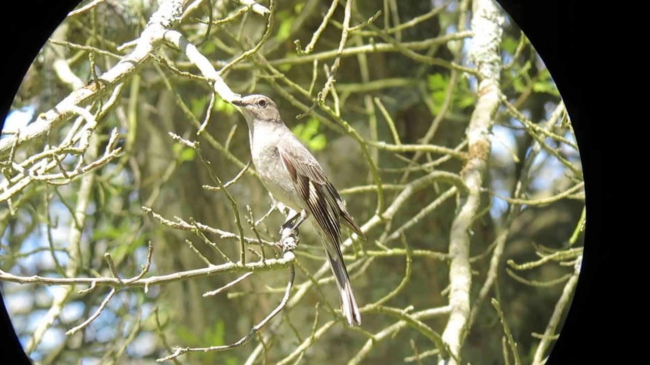 Townsend's Solitaire trying to hang on in the breeze! 