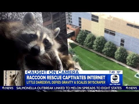 Update On The #mprraccoon Raccoon (GMA)