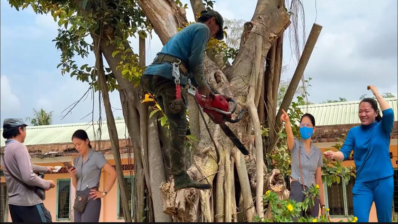 chú tính chạy lên kiêng lương cưa nhánh cây bồ đề làm cảnh # Bangcuacay