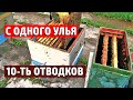 Наглядный СПОСОБ БЫСТРОГО РАСШИРЕНИЯ ПАСЕКИ Отводки пчел Подсадка маток