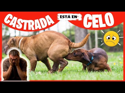 Video: Mi perro esterilizado se está comportando como si ella estuviera en celo