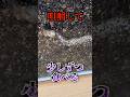 土の中に引きずり込まれるコオロギの末路… #爬虫類 #reptiles #shorts #コモチミミズトカゲ #ふじぴこ #lizard
