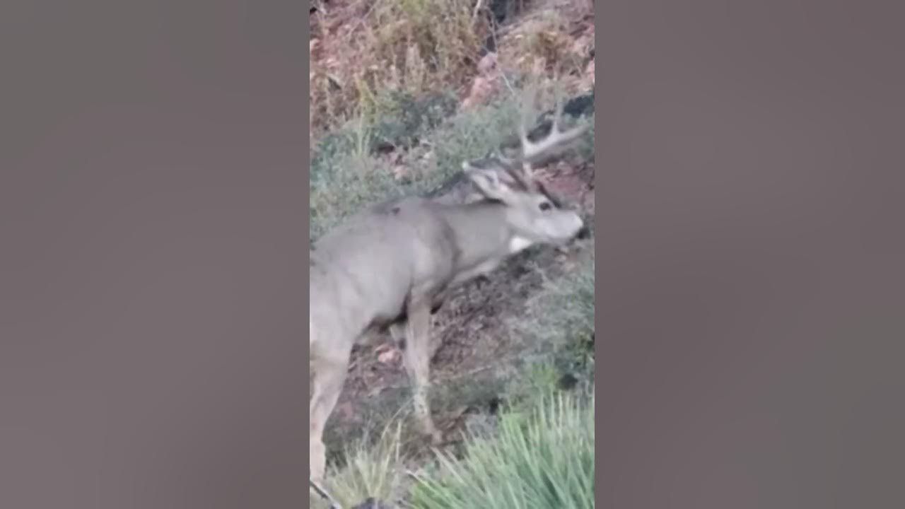 big-buck-shot-in-hart-youtube