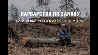 Варварство по закону | Санитарные рубки в Хабаровском крае