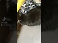 The loudest purr ever