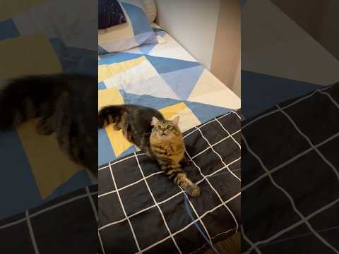 Stohpp Shorts Trending Abu Cute 