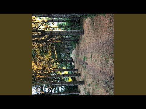 Tonton Trees di YouTube