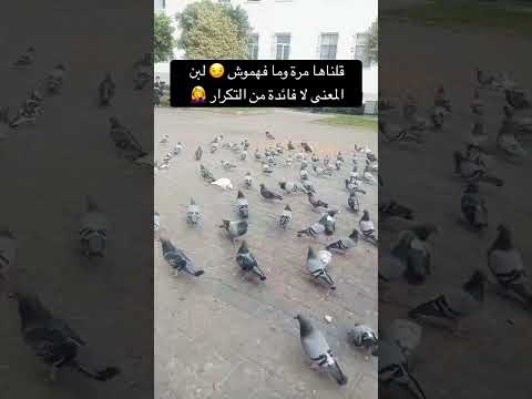 اكسبلور  فهمناهم بالزوين وما بغاوش يفهمو لبن المعنى لا فائدة من التكرار
