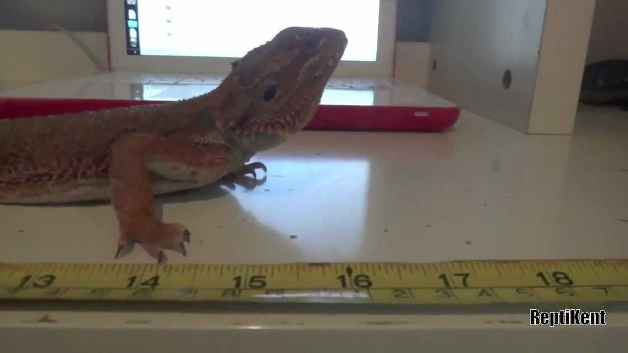 Adult Bearded Dragon Growth YouTube
