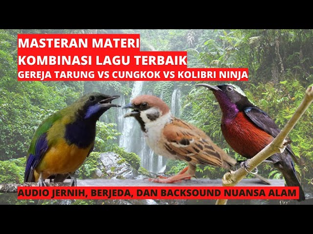 masteran materi kombinasi roll tembak burung juara | gereja tarung vs cungkok vs kolibri ninja class=