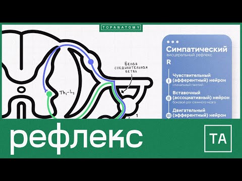 Видео: Какво е рефлекс