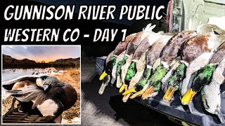 GUNNISON RIVER DUCK HUNTING (public land) - Western Colorado Hunting Day 1