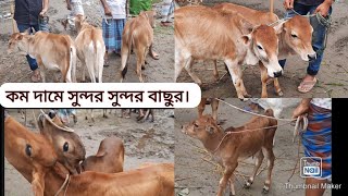 ছোটো ষাঁড় বাছুরের দাম জানুন | ঢেলাপীর হাট | নীলফামারী | Cow Market | Dhelapeer | Nilphamari |