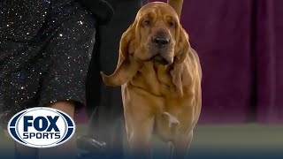 Trumpet the Bloodhound wins the Hound Group | Westminster Kennel Club | FOX Sports