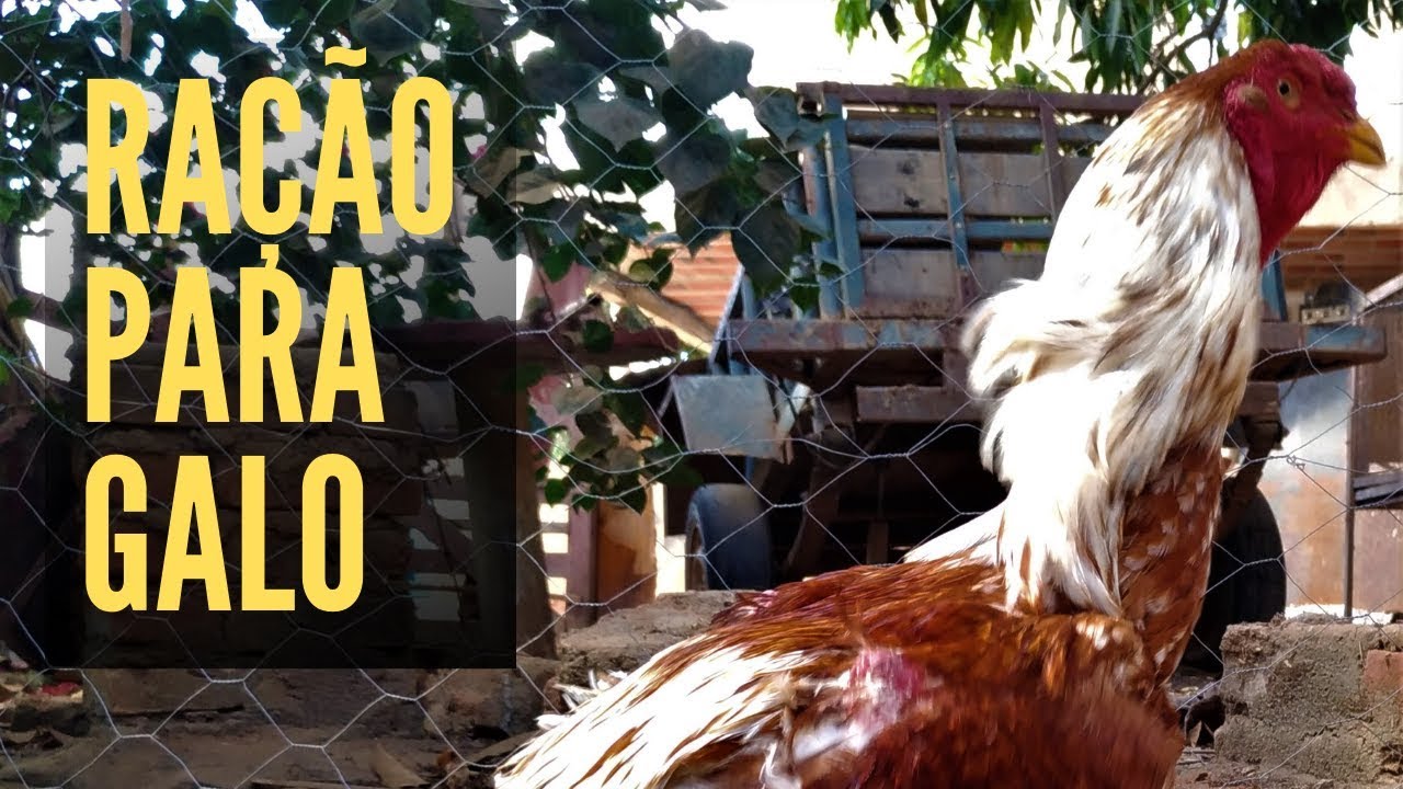 COMO FAZER RAÇÃO PARA SEU GALO REPRODUTOR, ÓTIMA RAÇÃO PARA ÍNDIO GIGANTE, VAI GALAR MUITO MAIS OVOS fazenda edinburgh