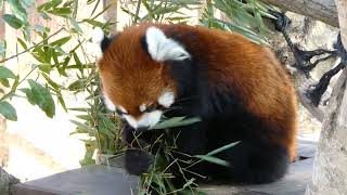 一心不乱に竹の葉を食べるレッサーパンダ