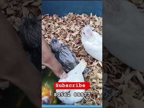 Best Price Bird Chicks in Chennai! 💸🦜 #shorts by king's Man vlog