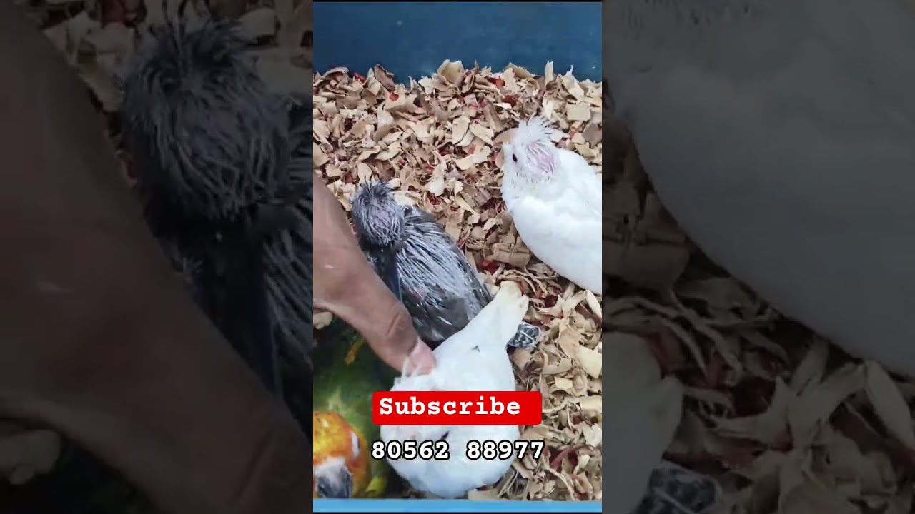 Best Price Bird Chicks in Chennai! 💸🦜 #shorts — king's Man vlog YouTube video