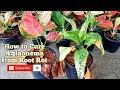 How to Cure Aglonema from Root Rot II Fungal Attack Care II Root Rot Prevention