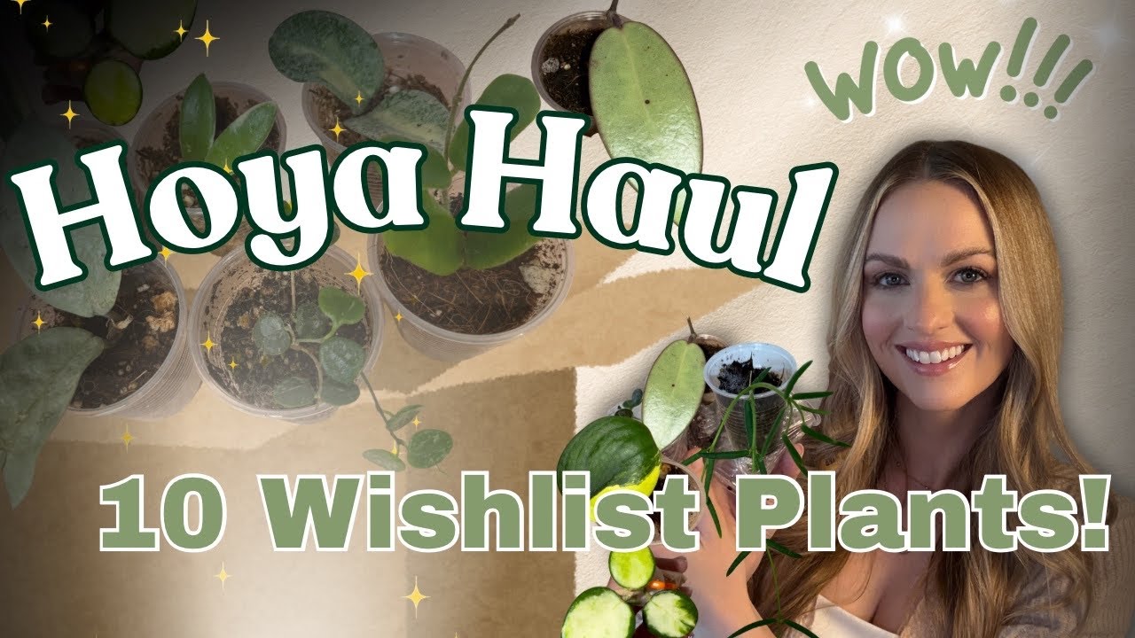 HUGE Hoya Haul 🌿 Unbox Wishlist Plants With Me 🪴