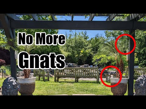 How to get rid of Gnats outside