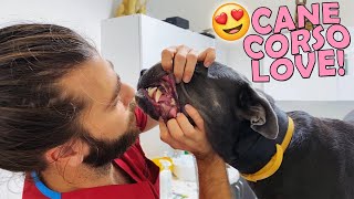 The Most Gentle Cane Corso Ever! #TheVet