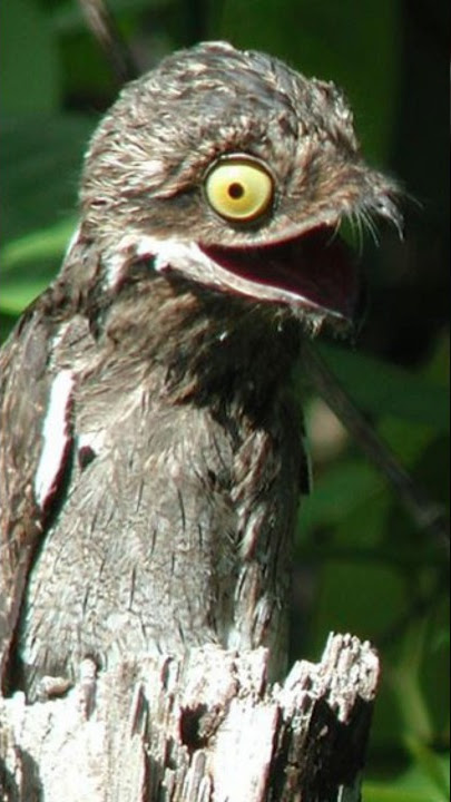 Burung Great Potoo Di Juluki Burung Dari Neraka #satwa #binatang #burung #satwaunik #feed
