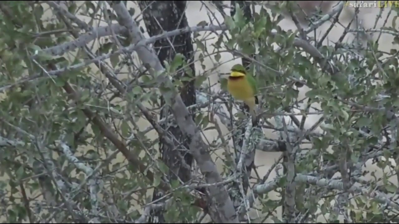 sindile faku April 12, 2017- Sunrise- James spots a Green Bee Eater