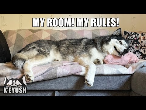 My Husky Has CLAIMED My Office As His BEDROOM!