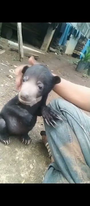 anak beruang hitam