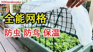 收纳箱种菜（省心）搭配塑料网格防虫，防鸟，保温一次搞定