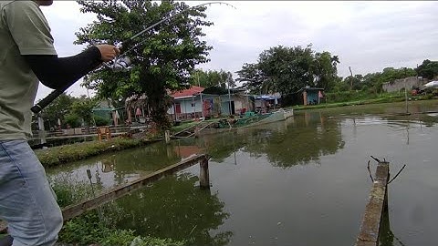 Câu cá chim hồ dịch vụ bằng trùng hổ - Mồi huyền thoại mà cá lại kén ăn