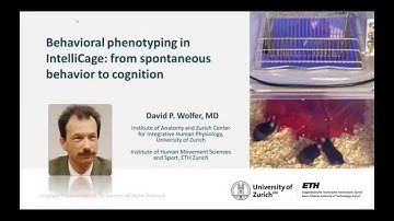 How to Investigate Behavior and Cognitive Abilities of Individual Rodents in a Social Group