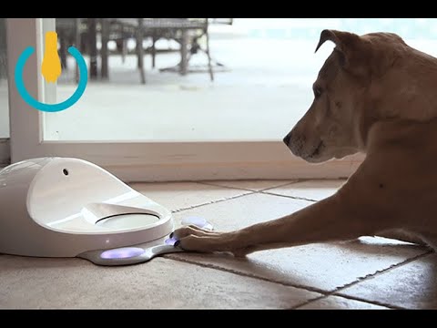 Vídeo: Presentamos CleverPet: La Primera Consola De Juegos Para Perros Del Mundo