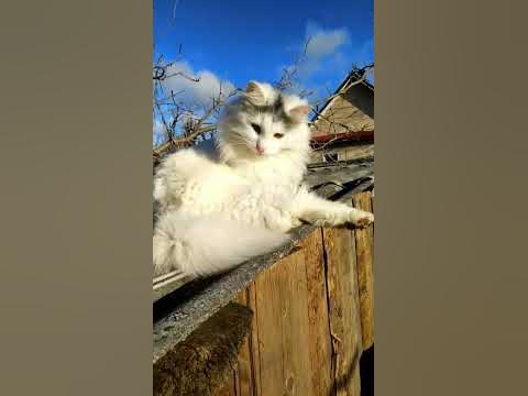 Дуся. - YouTube