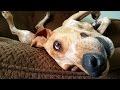 Top 10 weirdest dogs on Earth that will make you laugh hard – Funny dog compilation