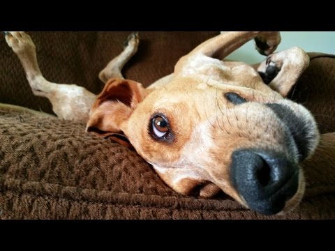 top-10-weirdest-dogs-on-earth-that-will-make-you-laugh-hard---funny-dog-compilation