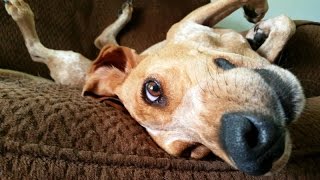 Top 10 weirdest dogs on Earth that will make you laugh hard - Funny dog compilation