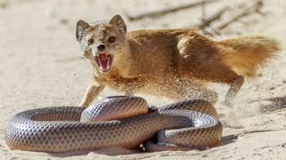 Yellow mongoose is a little lover of BIG Snakes!