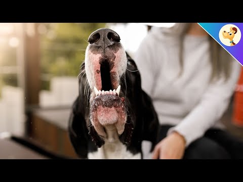 Video: Warum mag mein Hund manche Menschen und andere nicht?