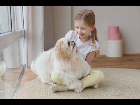 （シャンソン）子供の頃　歌：向井智子