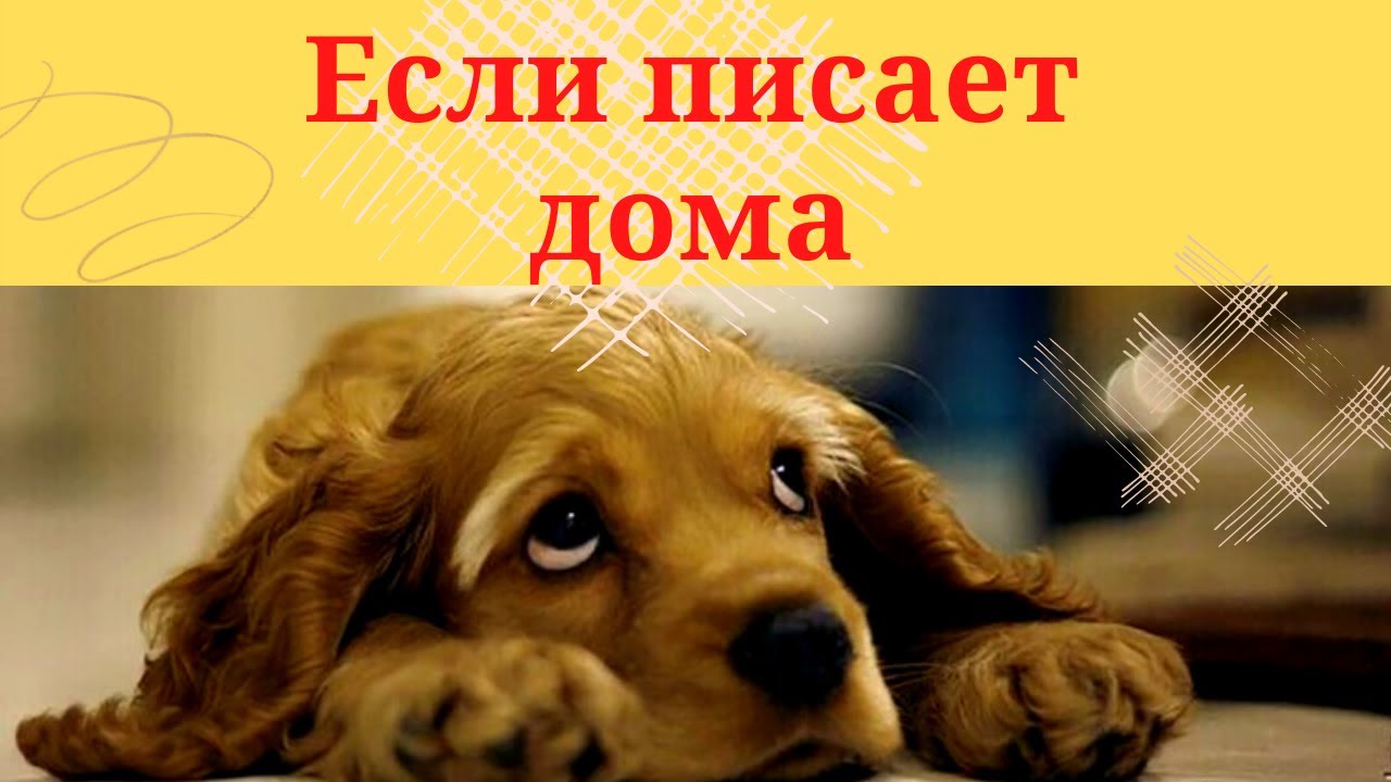 почему взрослая собака сыта