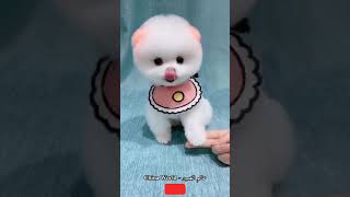 🐶(55) أجمل كلب في العالم #Shorts | عالم الصين - China World