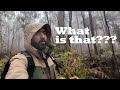 Part 2 | The Plan Was Mt Sugarloaf… But Destiny Had Other Ideas! | Marathi Vlog | Australia