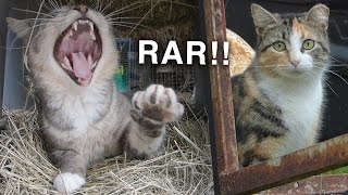 CATS! How Adopting Barn Cats Is Working for Us
